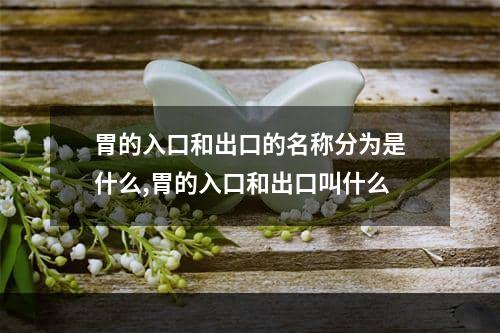 胃的入口和出口的名称分为是什么,胃的入口和出口叫什么